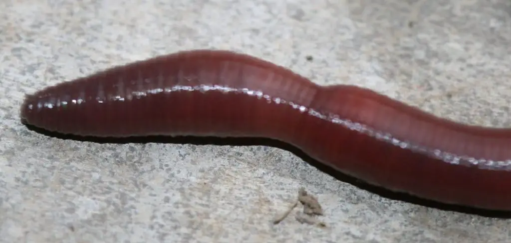 Earthworms on the floor
